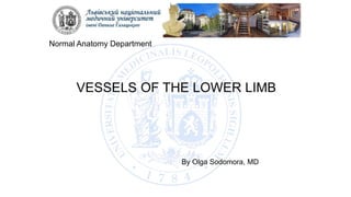 VESSELS OF THE LOWER LIMB
By Olga Sodomora, MD
Normal Anatomy Department
 