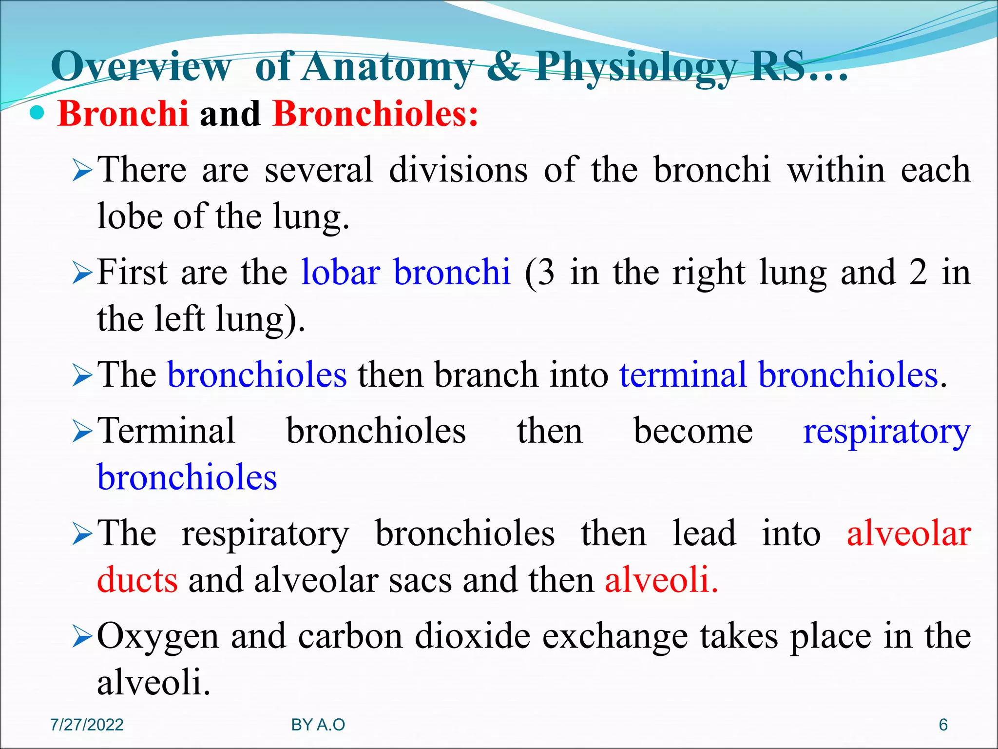 Overview of Anatomy & Physiology RS…
 Bronchi and Bronchioles:
There are several divisions of the bronchi within each
lobe of the lung.
First are the lobar bronchi (3 in the right lung and 2 in
the left lung).
The bronchioles then branch into terminal bronchioles.
Terminal bronchioles then become respiratory
bronchioles
The respiratory bronchioles then lead into alveolar
ducts and alveolar sacs and then alveoli.
Oxygen and carbon dioxide exchange takes place in the
alveoli.
BY A.O 6
7/27/2022
 