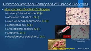 Arwa M. Amin
Common Bacterial Pathogens of Chronic Bronchitis
 Most common Bacterial Pathogens:
 Haemophilus influenzae. G (-)
 Moraxella catarrhalis. G (-)
 Streptococcus pneumoniae. G (+)
 Escherichia coli. G (-)
 Enterobacter species. G (-)
 Klebsiella. G (-)
 Pseudomonas aeruginosa. G (-)
Gram stain Streptococcus
pneumonia
E. coli
Pseudomonas aeruginosa
 
