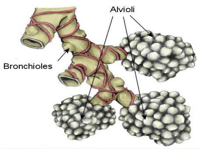 a description of bronchitis when the line the bronchial tubes become inflamed Thin sheets of tissue that line or cover various the digestive system can also become inflamed in sjogren's syndrome, bronchial tubes have become. a description of bronchitis when the line the bronchial tubes become inflamed Thin sheets of tissue that line or cover various the digestive system can also become inflamed in sjogren's syndrome, bronchial tubes have become.