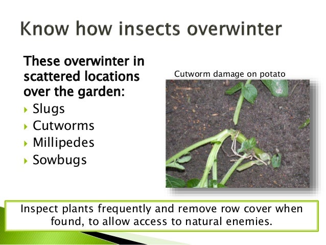 lower-risk-pest-control-products-practices-25-638.jpg?cb=1434727476