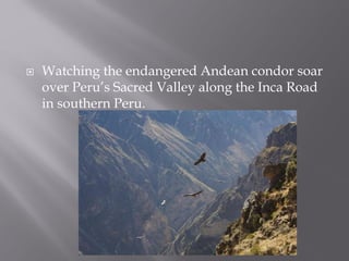  Watching the endangered Andean condor soar
over Peru’s Sacred Valley along the Inca Road
in southern Peru.
 