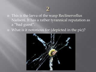  This is the larva of the wasp Reclinervellus
Nielseni. It has a rather tyrannical reputation as
a “bad guest”.
 What is it notorious for (depicted in the pic)?
 