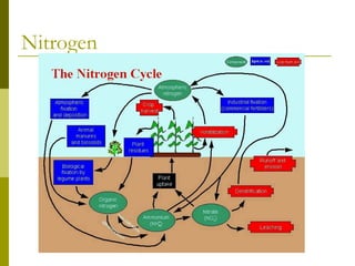 Nitrogen
 