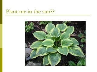 Plant me in the sun??
 