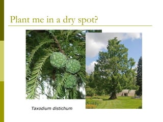 Plant me in a dry spot?




     Taxodium distichum
 