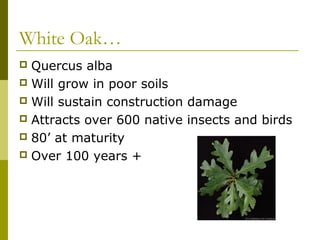 White Oak…
 Quercus alba
 Will grow in poor soils
 Will sustain construction damage
 Attracts over 600 native insects and birds
 80’ at maturity
 Over 100 years +
 