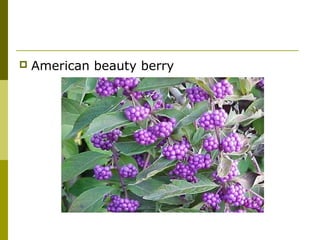    American beauty berry
 