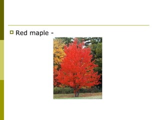    Red maple -
 