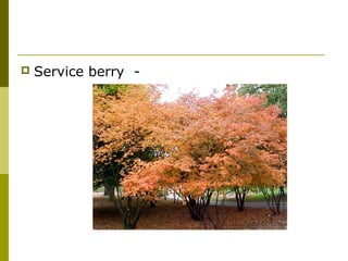    Service berry -
 