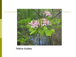 Native Azalea
 