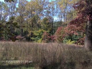 April 6th Presentation: Greenbelt Forest Stewards