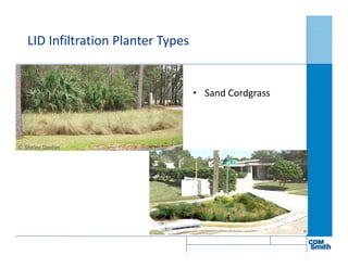 LID Infiltration Planter Types
• Sand Cordgrass
 