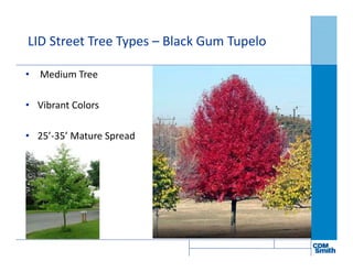 LID Street Tree Types – Black Gum Tupelo
• Medium Tree
• Vibrant Colors
• 25’-35’ Mature Spread
 