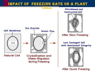 IMPACT OF FREEZING RATE ON A PlANT
CEll
 