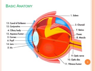 BASIC ANATOMY
5
 