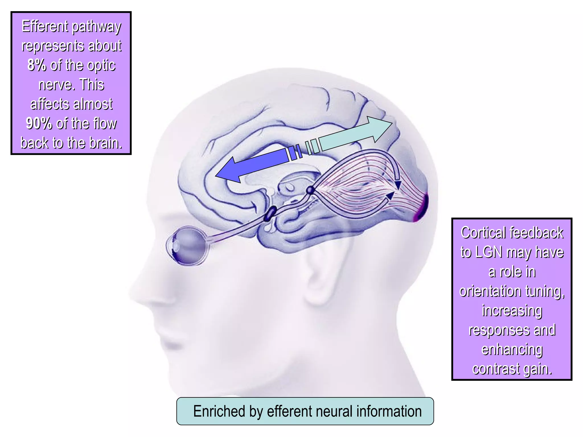 Efferent pathway
represents about
 8% of the optic
   nerve. This
  affects almost
 90% of the flow
back to the brain.




                                                               Cortical feedback
                                                               to LGN may have
                                                                     a role in
                                                               orientation tuning,
                                                                   increasing
                                                                 responses and
                                                                   enhancing
                                                                  contrast gain.

                     Enriched by efferent neural information
 