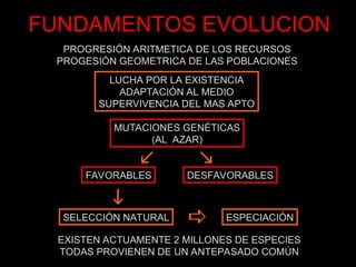 FUNDAMENTOS EVOLUCION
PROGRESIÓN ARITMETICA DE LOS RECURSOS
PROGESIÓN GEOMETRICA DE LAS POBLACIONES
LUCHA POR LA EXISTENCIA
ADAPTACIÓN AL MEDIO
SUPERVIVENCIA DEL MAS APTO
EXISTEN ACTUAMENTE 2 MILLONES DE ESPECIES
TODAS PROVIENEN DE UN ANTEPASADO COMÚN
MUTACIONES GENÉTICAS
(AL AZAR)
SELECCIÓN NATURAL
DESFAVORABLES
FAVORABLES


 ESPECIACIÓN
 