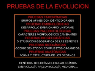 PRUEBAS DE LA EVOLUCION
PRUEBAS TAXONÓMICAS
GRUPOS AFINES CON IDÉNTICO ORIGEN
PRUEBAS EMBRIOLÓGICAS
DESARROLLO EMBRIONARIO UNIFORME
PRUEBAS PALEONTOLÓGICAS
CARACTERES MORFOLÓGICOS CAMBIANTES
PRUEBAS BIOGEOGRÁFICAS
DISTRIBUCIÓN GEOGRÁFICA DE LAS ESPECIES
PRUEBAS BIOQUÍMICAS
CÓDIGO GENÉTICO Y COMPUESTOS ORGÁNICOS
PRUEBAS ANATÓMICAS
FORMA Y ESTRUCTURA DE LOS ÓRGANOS
GENÉTICA, BIOLOGÍA MOLECULAR, QUÍMICA
EMBRIOLOGÍA, PALEONTOLOGÍA, MEDICINA…
 