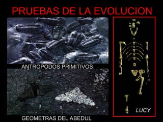 PRUEBAS DE LA EVOLUCION
ANTROPODOS PRIMITIVOS
GEOMETRAS DEL ABEDUL
LUCY
 