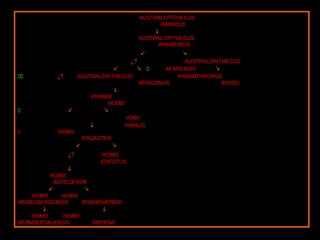 AUSTRALOPITHECUS
RAMIDUS

AUSTRALOPITHECUS
ANAMENSIS

¿? AUSTRALOPITHECUS
 AFARENSIS 
¿? AUSTRALOPITHECUS PARANTHROPUS
AFRICANUS BOISEI

PRIMER
HOMO

HOMO
 HABILIS
HOMO
ERGASTER

¿? HOMO
ERECTUS

HOMO
ANTECESOR

HOMO HOMO
HEIDELBERGENSIS RODHESIENSIS

HOMO HOMO
NEANDERTALENSIS SAPIENS
 