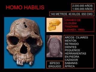 HOMO HABILIS 2.000.000 AÑOS
1.500.000 AÑOS
CRANEO DE
OLDUBAI
TANZANIA
(LEAKEY, 1960)
ARCOS CILIARES
MENTÓN
RETRAIDO
DIENTES
PEQUEÑOS
HERRAMIENTAS
EN PIEDRA
CAZADOR
SABANAS
ÁFRICA
140 METROS 40 KILOS 650 CM3
BÍPEDO
ERGUIDO
 