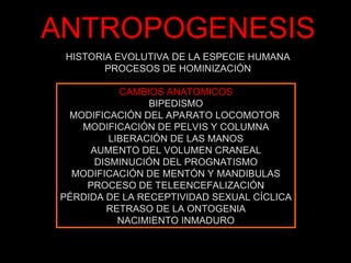ANTROPOGENESIS
HISTORIA EVOLUTIVA DE LA ESPECIE HUMANA
PROCESOS DE HOMINIZACIÓN
CAMBIOS ANATOMICOS
BIPEDISMO
MODIFICACIÓN DEL APARATO LOCOMOTOR
MODIFICACIÓN DE PELVIS Y COLUMNA
LIBERACIÓN DE LAS MANOS
AUMENTO DEL VOLUMEN CRANEAL
DISMINUCIÓN DEL PROGNATISMO
MODIFICACIÓN DE MENTÓN Y MANDIBULAS
PROCESO DE TELEENCEFALIZACIÓN
PÉRDIDA DE LA RECEPTIVIDAD SEXUAL CÍCLICA
RETRASO DE LA ONTOGENIA
NACIMIENTO INMADURO
 