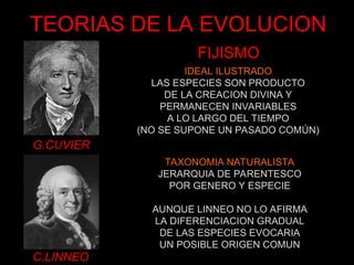 TEORIAS DE LA EVOLUCION
G.CUVIER
C.LINNEO
FIJISMO
IDEAL ILUSTRADO
LAS ESPECIES SON PRODUCTO
DE LA CREACION DIVINA Y
PERMANECEN INVARIABLES
A LO LARGO DEL TIEMPO
(NO SE SUPONE UN PASADO COMÚN)
TAXONOMIA NATURALISTA
JERARQUIA DE PARENTESCO
POR GENERO Y ESPECIE
AUNQUE LINNEO NO LO AFIRMA
LA DIFERENCIACION GRADUAL
DE LAS ESPECIES EVOCARIA
UN POSIBLE ORIGEN COMUN
 