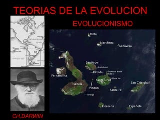 TEORIAS DE LA EVOLUCION
LAMARCK
CH.DARWIN
EVOLUCIONISMO
EN SU ADAPTACION AL MEDIO LAS ESPECIES
DESARROLLAN PROGRESIVAMENTE
ORGANOS UTILES QUE SE CONSOLIDAN POR
HERENCIA DE CARACTERES ADQUIRIDOS
LAS ESPECIES VARIAN EN EL TIEMPO
(LA FUNCION CREA EL ORGANO)
LUCHA POR LA EXISTENCIA
SUPERVIVENCIA DEL MAS APTO
(LOS QUE TIENEN VARIACIONES FABORABLES)
PROCESO DE SELECCIÓN NATURAL
LAS VARIACIONES VENTAJOSAS
SE INCREMENTAN POR HERENCIA
Y GENERAN NUEVAS ESPECIES, LUEGO
TODAS PROVIENEN DE UN TRONCO COMUN
 