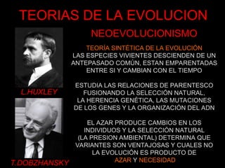 TEORIAS DE LA EVOLUCION
L.HUXLEY
T.DOBZHANSKY
NEOEVOLUCIONISMO
TEORÍA SINTÉTICA DE LA EVOLUCIÓN
LAS ESPECIES VIVIENTES DESCIENDEN DE UN
ANTEPASADO COMÚN, ESTAN EMPARENTADAS
ENTRE SI Y CAMBIAN CON EL TIEMPO
ESTUDIA LAS RELACIONES DE PARENTESCO
FUSIONANDO LA SELECCIÓN NATURAL,
LA HERENCIA GENÉTICA, LAS MUTACIONES
DE LOS GENES Y LA ORGANIZACIÓN DEL ADN
EL AZAR PRODUCE CAMBIOS EN LOS
INDIVIDUOS Y LA SELECCIÓN NATURAL
(LA PRESION AMBIENTAL) DETERMINA QUE
VARIANTES SON VENTAJOSAS Y CUALES NO
LA EVOLUCIÓN ES PRODUCTO DE
AZAR Y NECESIDAD
 