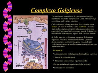 Complexo Golgiense
Complexo Golgiense
Ele consiste de uma coleção de cisternas envoltas por
membranas achatadas e empilhadas. Cada pilha do Golgi
consiste de quatro a seis cisternas.
Cada unidade da pilha possui duas faces distintas: uma
face cis (ou face de entrada) e uma face trans . As duas
faces estão estreitamente conectadas a compartimentos
especiais. Proteínas e lipídeos entram na rede de Golgi cis,
em vesículas de transporte, a partir do RE e saem na rede
de Golgi trans em vesículas de transporte destinadas a
superfície celular ou outro compartimento. Cada um
desses inúmeros passos no transporte é mediado por
vesículas de transporte, que brotam de uma membrana e se
fusionam a outra
FUNÇÕES:
FUNÇÕES:
*Armazenamento, embalagem e eliminação de secreções
* Síntese de polissacarídeos
* Síntese do acrossomo do espermatozóide
•Formação da lamela média das células vegetais.
• Formação dos lisossomos
 