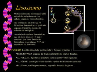 Lisossomo
Lisossomo
Os lisossomos são encontrados tanto
em células animais quanto em
células vegetais e nos protozoários
são conhecidas em torno de 50
hidrolases lisossômicas, as quais são
capazes de digerir a maioria da
substâncias biológicas.
A maioria da enzimas lisossômicas
age em meio ácido, pH 5, que é
mantido por uma bomba de
hidrogênio, propelida por ATP, na
membrana do lisossomo.
FUNÇÃO
FUNÇÃO: digestão intracelular e extracelular ( 3 modos principais )
•HETEROFAGIA digestão de diversos alimentos no interior da célula
•AUTOFAGIA digestão de estruturas inativas como velhas organelas
•AUTÓLISE destruição celular devido a ruptura dos lisossomos celulares.
•Ex: silicose, autólise post-mortem, regressão da cauda do girino.
 