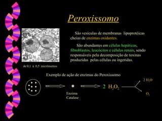Peroxissomo
Peroxissomo
São vesículas de membranas lipoprotéicas
cheias de enzimas oxidantes.
São abundantes em células hepáticas,
fibroblastos, leucócitos e células renais, sendo
responsáveis pela decomposição de toxinas
produzidas pelas células ou ingeridas.
Enzima
Catalase
2 H2O2
2 H2O
O2
Exemplo de ação de enzimas do Peroxissomo
de 0,1 à 0,5 micrômetros
 