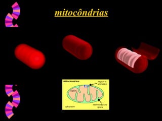 mitocôndrias
mitocôndrias
 