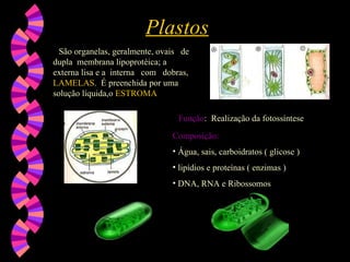 Plastos
Plastos
São organelas, geralmente, ovais de
dupla membrana lipoprotéica; a
externa lisa e a interna com dobras,
LAMELAS. É preenchida por uma
solução líquida,o ESTROMA
Função
Função: Realização da fotossíntese
Composição:
Composição:
• Água, sais, carboidratos ( glicose )
• lipídios e proteínas ( enzimas )
• DNA, RNA e Ribossomos
 