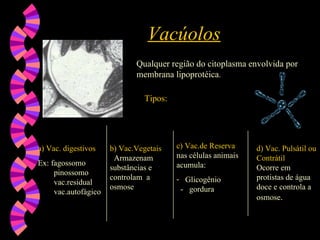 Vacúolos
Vacúolos
Qualquer região do citoplasma envolvida por
membrana lipoprotéica.
Tipos:
Tipos:
a) Vac. digestivos
Ex: fagossomo
pinossomo
vac.residual
vac.autofágico
b) Vac.Vegetais
Armazenam
substâncias e
controlam a
osmose
c) Vac.de Reserva
nas células animais
acumula:
- Glicogênio
- gordura
d) Vac. Pulsátil ou
Contrátil
Ocorre em
protistas de água
doce e controla a
osmose.
 