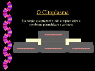 O Citoplasma
O Citoplasma
H ia lo p la s m a I n c lu s õ e s O r g a n e la s
S u b d iv is õ e s
É a porção que preenche todo o espaço entre a
É a porção que preenche todo o espaço entre a
membrana plasmática e a carioteca
membrana plasmática e a carioteca
 