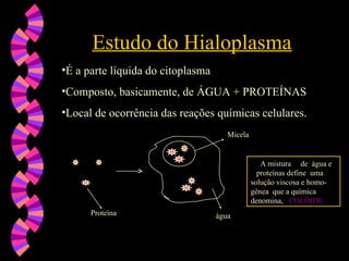 •É a parte líquida do citoplasma
É a parte líquida do citoplasma
•Composto, basicamente, de ÁGUA + PROTEÍNAS
Composto, basicamente, de ÁGUA + PROTEÍNAS
•Local de ocorrência das reações químicas celulares.
Local de ocorrência das reações químicas celulares.
Estudo do Hialoplasma
Estudo do Hialoplasma
A mistura de água e
proteínas define uma
solução viscosa e homo-
gênea que a química
denomina, COLÓIDE.
COLÓIDE.
Proteína
Micela
água
 