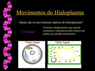 Movimentos do Hialoplasma
Movimentos do Hialoplasma
- Quais são os movimentos típicos do hialoplasma?
- Quais são os movimentos típicos do hialoplasma?
1-
1- Ciclose
Ciclose
Corrente citoplasmática que arrasta
estruturas e substâncias pelo interior da
célula, em sentido anti-horário.
Célula Vegetal
Célula Vegetal
Célula Animal
Célula Animal
 