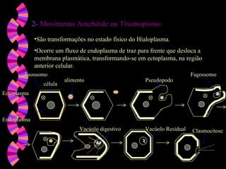 2- Movimento Amebóide ou Tixotropismo
Movimento Amebóide ou Tixotropismo
•São transformações no estado físico do Hialoplasma.
•Ocorre um fluxo de endoplasma de traz para frente que desloca a
membrana plasmática, transformando-se em ectoplasma, na região
anterior celular.
célula
célula
alimento
alimento
lisossomo
lisossomo
Ectoplasma
Ectoplasma
Endoplasma
Endoplasma
Pseudopodo
Pseudopodo
Fagossomo
Fagossomo
Vacúolo digestivo
Vacúolo digestivo Vacúolo Residual
Vacúolo Residual Clasmocitose
Clasmocitose
 