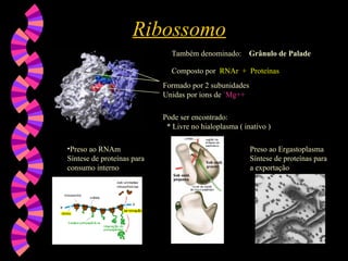 Ribossomo
Ribossomo
Também denominado: Grânulo de Palade
Composto por RNAr + Proteínas
Pode ser encontrado:
* Livre no hialoplasma ( inativo )
Formado por 2 subunidades
Unidas por íons de `Mg++
•Preso ao RNAm
Síntese de proteínas para
consumo interno
Preso ao Ergastoplasma
Síntese de proteínas para
a exportação
 