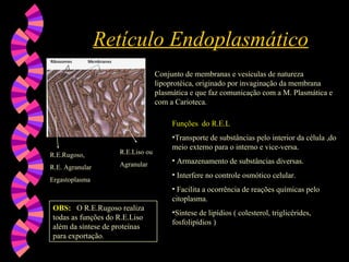 Retículo Endoplasmático
Retículo Endoplasmático
R.E.Liso ou
Agranular
R.E.Rugoso,
R.E. Agranular
Ergastoplasma
Conjunto de membranas e vesículas de natureza
lipoprotéica, originado por invaginação da membrana
plasmática e que faz comunicação com a M. Plasmática e
com a Carioteca.
Funções do R.E.L
Funções do R.E.L
•Transporte de substâncias pelo interior da célula ,do
meio externo para o interno e vice-versa.
• Armazenamento de substâncias diversas.
• Interfere no controle osmótico celular.
• Facilita a ocorrência de reações químicas pelo
citoplasma.
•Síntese de lipídios ( colesterol, triglicérides,
fosfolipídios )
OBS: O R.E.Rugoso realiza
todas as funções do R.E.Liso
além da síntese de proteínas
para exportação.
 