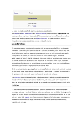 Especie: L. Laeta
Nombre binomial
Loxosceles laeta
(NICOLET, 1849)
La araña de rincón o araña de los rincones (Loxosceles laeta) es
una especie dearaña araneomorfa de la familia Sicariidae (antes de la familia Loxoscelidae) que
suele esconderse en grietas y rincones de difícil acceso, de ahí su nombre. Muchos la consideran
como la más peligrosa de las arañas del género Loxosceles, ya que su mordedura produce
frecuentemente reacciones sistémicas severas e incluso la muerte.
Características
Es una de las mayores especies de Loxosceles; mide generalmente de 8 a 30 mm con las patas
extendidas. Como la mayoría de las especies de Loxosceles, es marrón y tiene marcas en el lado
dorsal del tórax con una línea negra que parte de ahí con forma de violín cuyo cuello apunta a la
parte posterior de la araña, lo que le da su nombre en áreas de habla inglesa, fiddleback
spider («araña de violín»). Cuando el dibujo de violín no es visible se han de examinar los ojos para
su correcta identificación. A diferencia de la mayoría de las arañas que tienen 8 ojos, las arañas
reclusas tienen 6 organizados en pares (díadas) con un par mediano frontal más grande y 2 pares
laterales muy pequeños que le proporcionan un visión de 300º.
Es de contextura más bien gruesa y pilosa. Se mimetiza fácilmente con su medio ambiente gracias a
su color negro, pardo, rojizo-verdoso, ceniza-verdoso o ceniza-pardo. La hembra es más grande y
de opistosoma más prominente que el macho, siendo también más peligrosa.
Los quelíceros están ubicados en la parte inferior del prosoma y acaban en forma de agujas muy
finas de color negro. Capaz de reaccionar rápidamente, esta araña puede correr velozmente en
busca de refugio, escabulléndose en rendijas de no más de 5 mm o saltando hasta 10 cm de altura.
Hábitos
La araña de rincón es principalmente nocturna, viéndose incrementada su actividad en noches
veraniegas calurosas y con luna. Si bien es activa durante todo el año, su vitalidad disminuye con la
llegada del frío. Por ello sus lugares predilectos durante el día son los rincones oscuros, de los que
sale para cazar. Esta especie de araña se esconde en lugares polvorientos y poco aseados como,
por ejemplo, bajo los tanques de gas, detrás de cuadros, cornisas, librerías o en los armarios,
especialmente con ropa.
 