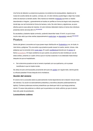 Una forma de detectar su presencia es gracias a la existencia de exoesqueletos, dejados por la
muda de la araña detrás de cuadros, cornisas, etc. Un sólo individuo puede llegar a dejar tres mudas
antes de alcanzar su tamaño adulto. Otra manera es mediante sutelaraña que tiene un diseño
desordenado e irregular, y generalmente se localiza en perfiles en forma de ángulo recto (esquinas),
donde teje una red horizontal en forma de hamaca, corta. De color blanco y algodonosa, es poco
efectiva para la caza aérea de insectos. Un solo individuo detectado implica al menos dos individuos
presentes dentro del área (60 m²).[cita requerida]
Es asustadiza y bastante rápida corriendo, pudiendo desarrollar hasta 15 km/h, lo que la hace
mucho más veloz que otras arañas (especialmente la araña tigre, su depredador natural).[cita requerida]
Picadura
Dentro del género Loxosceles es la que posee mayor distribución en Sudamérica y es, sin duda, la
más tóxica y peligrosa.1
Es una araña cuya picadura puede causar la muerte, siendo, incluso, más
peligrosa que la conocida como viuda negra. El cuadro anafilácticoproducido por el veneno se
llama loxoscelismo. El mayor problema es que cuando una persona ha sido mordida por una de
estas arañas, presenta un cuadro clínico que en muchas ocasiones no es detectado hasta tiempo
después de que es hospitalizado.
Se le denomina picadura al ser el veneno inyectado con sus quelíceros y al no poseer
mandíbulas lo que le impide morder.
Se utiliza el suero anti-loxosceles proveniente del suero de caballo con regular éxito, disminuyendo
su eficacia pasadas 6 horas después de la mordedura.
Acción del veneno
El veneno de la Loxosceles laeta es potencialmente mortal dependiendo de la relación inóculo-masa
del individuo. Su acción es esencialmente proteolítica y necrolítica (disuelve poderosamente los
tejidos). Contiene poderosas enzimas proteolíticas que destruyen todo lo que tenga proteínas,
siendo 10 veces más poderoso su efecto que la quemadura con ácido sulfúrico ya que el veneno
tiene alto poder de penetración.
Loxoscelismo cutáneo
 