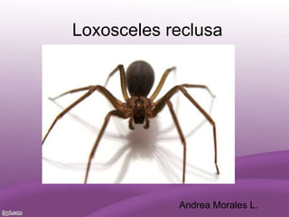 Loxosceles reclusa
Andrea Morales L.
 