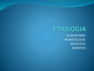 TAXONOMÍA
MORFOLOGÍA
BIOLOGÍA
HABITOS
 