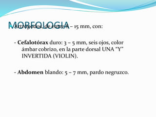 MORFOLOGIA Artrópodos, de entre 8 – 15 mm, con:
- Cefalotórax duro: 3 – 5 mm, seis ojos, color
ámbar cobrizo, en la parte dorsal UNA “Y”
INVERTIDA (VIOLIN).
- Abdomen blando: 5 – 7 mm, pardo negruzco.
 