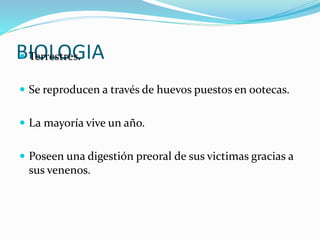 BIOLOGIA Terrestres.
 Se reproducen a través de huevos puestos en ootecas.
 La mayoría vive un año.
 Poseen una digestión preoral de sus victimas gracias a
sus venenos.
 