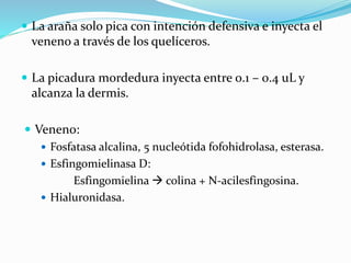  La araña solo pica con intención defensiva e inyecta el
veneno a través de los quelíceros.
 La picadura mordedura inyecta entre 0.1 – 0.4 uL y
alcanza la dermis.
 Veneno:
 Fosfatasa alcalina, 5 nucleótida fofohidrolasa, esterasa.
 Esfingomielinasa D:
Esfingomielina  colina + N-acilesfingosina.
 Hialuronidasa.
 