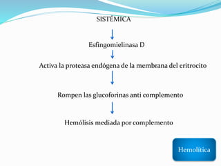 Hemolítica
SISTÉMICA
Esfingomielinasa D
Activa la proteasa endógena de la membrana del eritrocito
Rompen las glucoforinas anti complemento
Hemólisis mediada por complemento
 